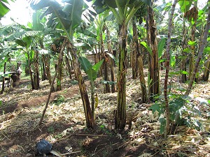 Banana plantation We make Matooke out of bananas. Cook the bananas and mash them and serve with peanut sauce.