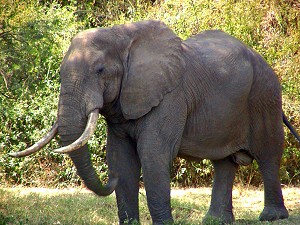 An adult elephant